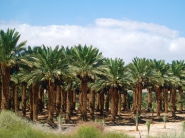 Garden of Salman al Farsi View on Map